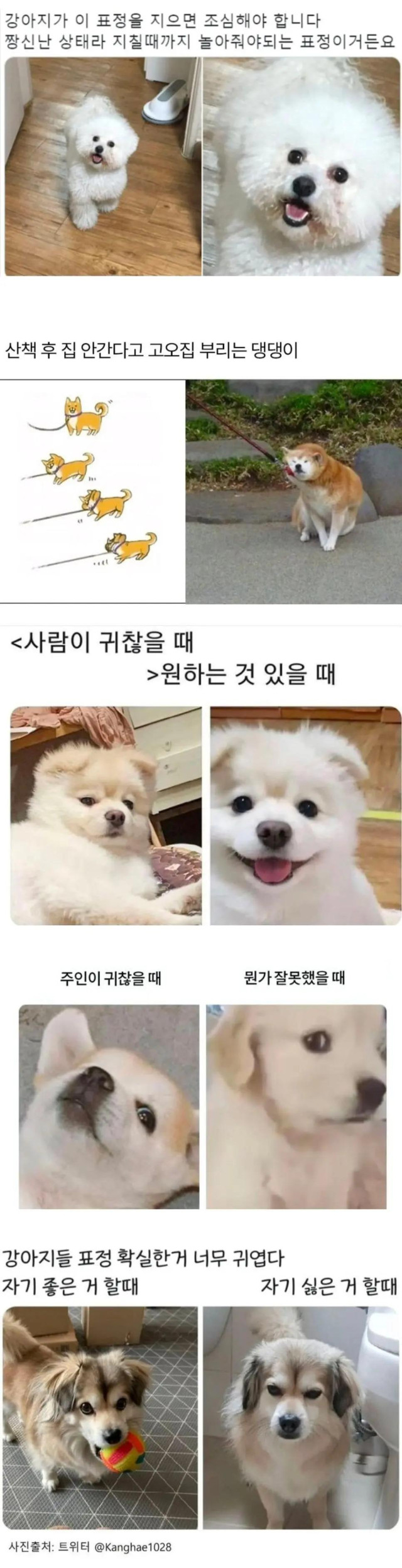 집에 강아지 있으면 다아는 표정